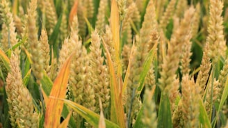 Golden wheat stalks stand tall in a field, with their heads filled with ripe grains. The vibrant green leaves contrast with the golden yellow of the wheat, creating a rich tapestry of color and texture.