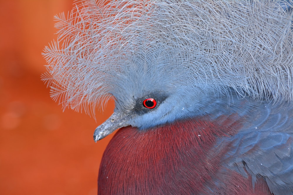 red and gray bird with long beak