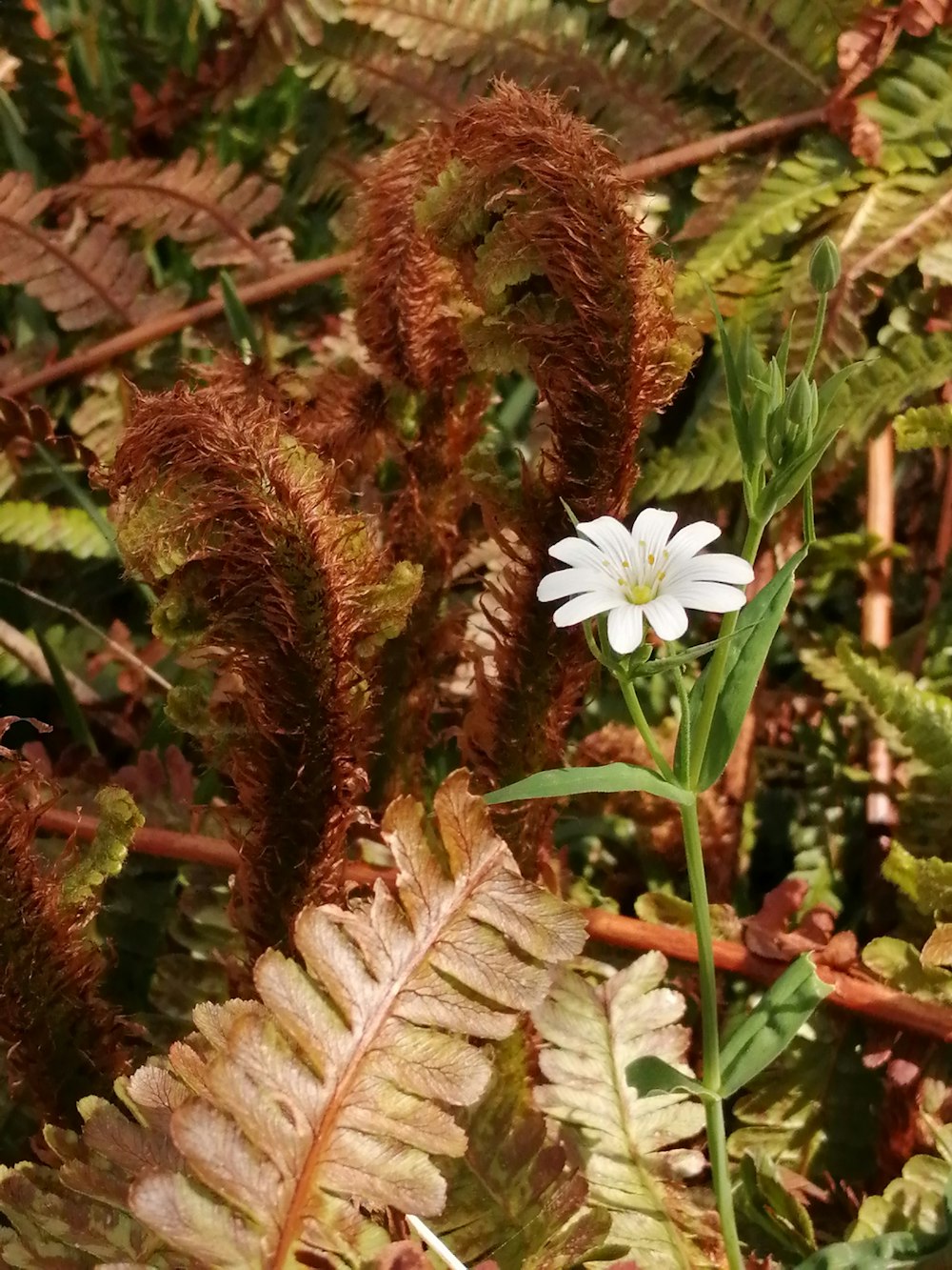 white flower with brown leaves