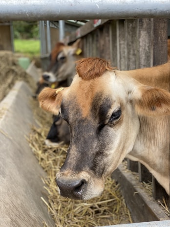 Several brown cows are in a feeding trough area, surrounded by straw. The focus is on one cow up close, while others are in the background inside a stable or barn environment.