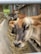 Several brown cows are in a feeding trough area, surrounded by straw. The focus is on one cow up close, while others are in the background inside a stable or barn environment.
