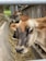Several brown cows are in a feeding trough area, surrounded by straw. The focus is on one cow up close, while others are in the background inside a stable or barn environment.