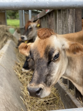 Several brown cows are in a feeding trough area, surrounded by straw. The focus is on one cow up close, while others are in the background inside a stable or barn environment.