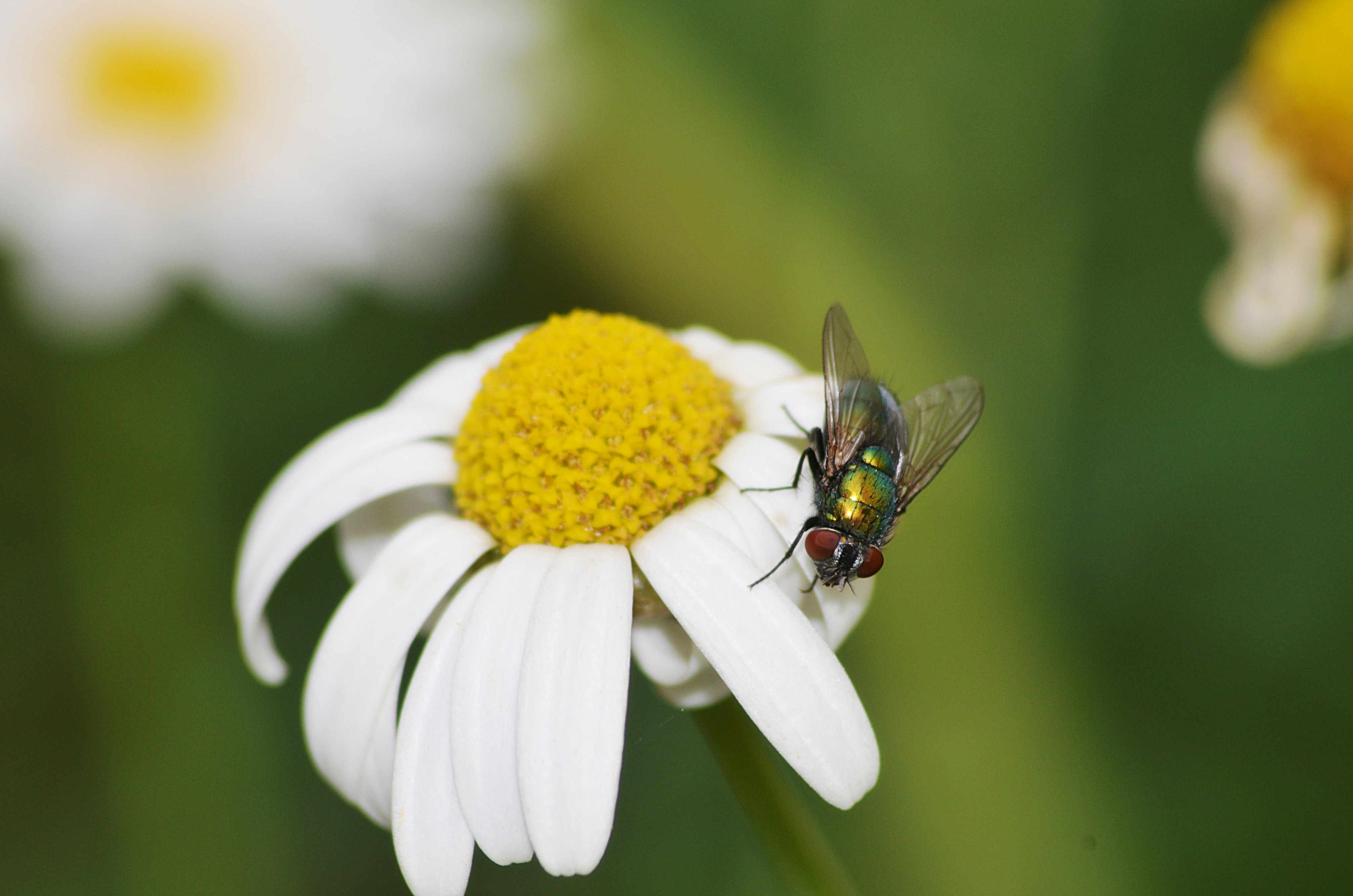 Photo by soufiane_photo_focus