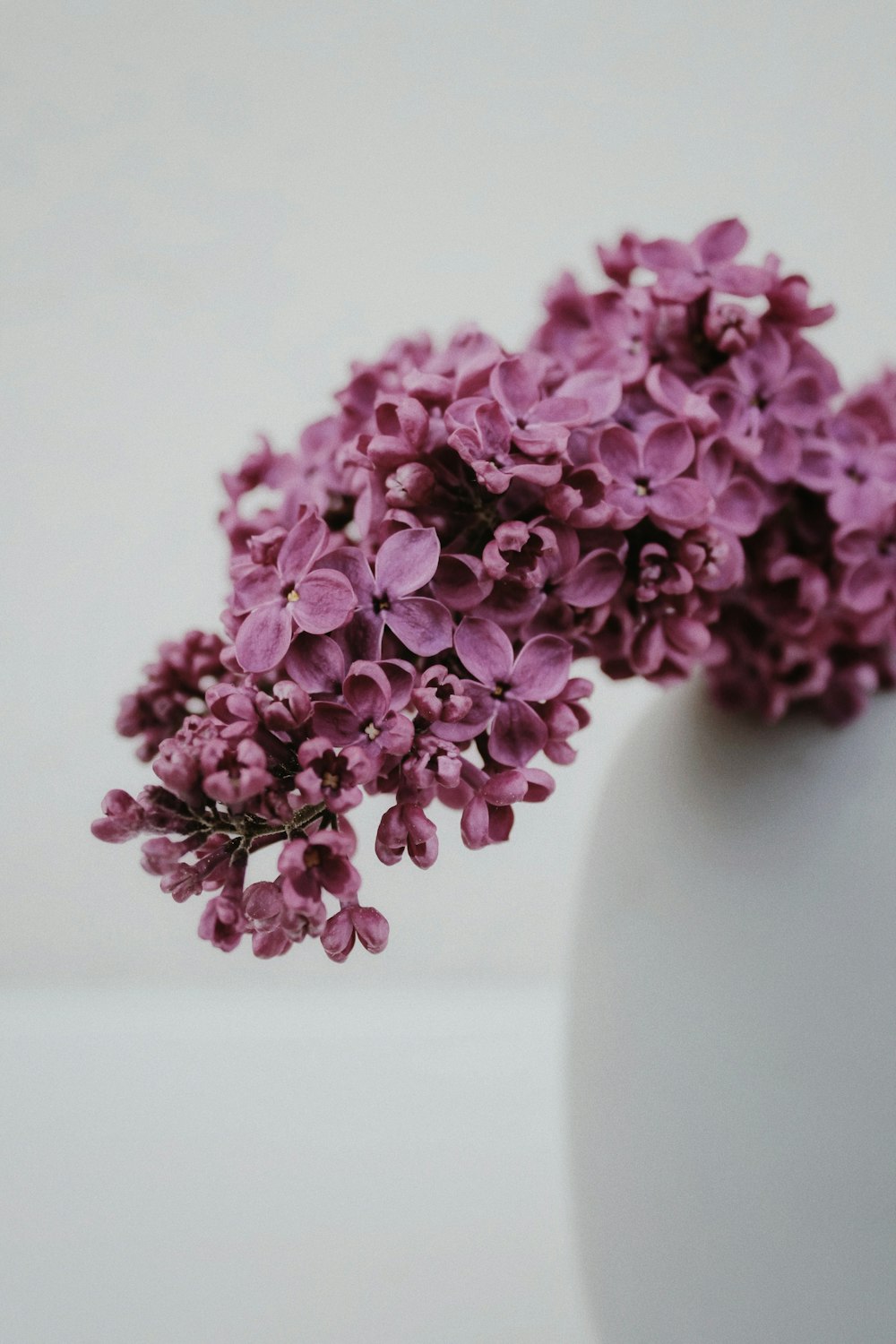 purple flowers on white ceramic vase