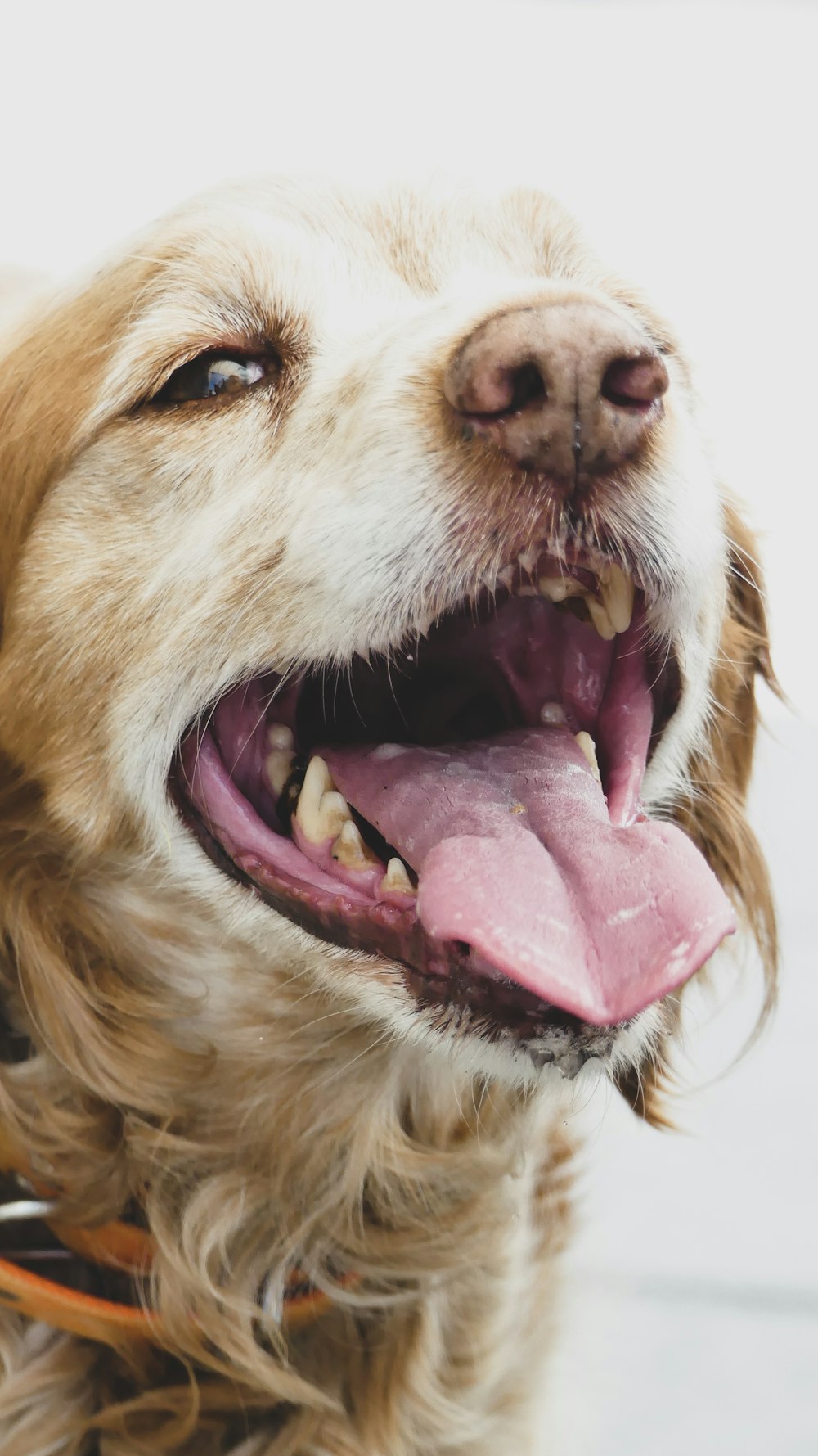 brown and white short coated dog