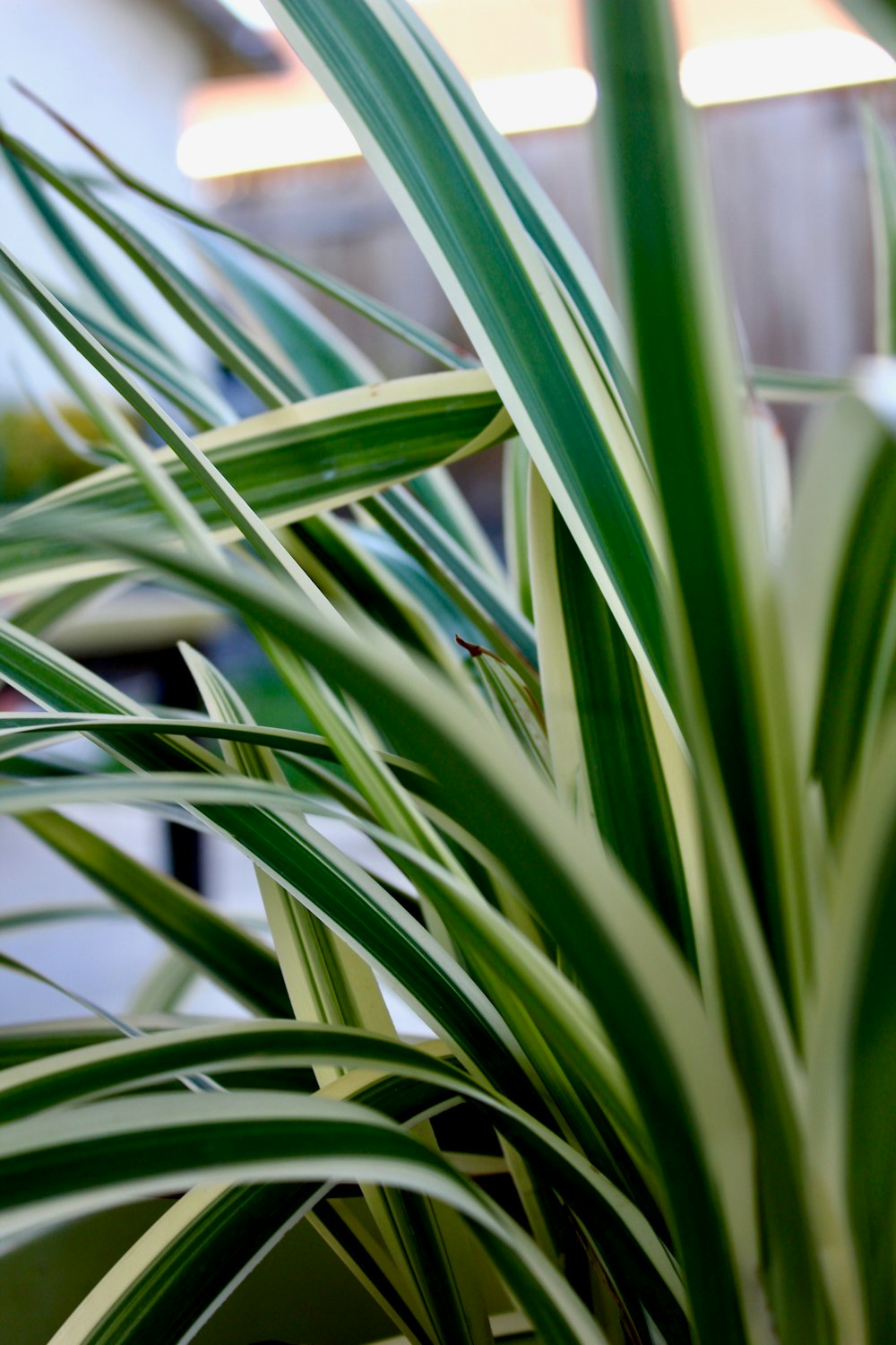 green plant in close up photography