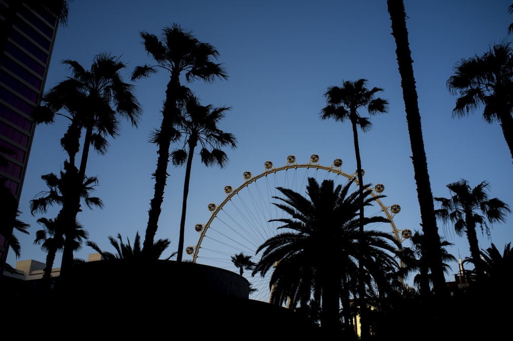 silhouette of palm trees during dusk
