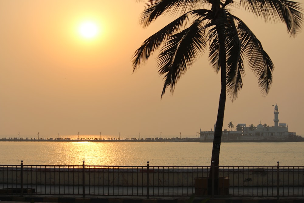 palm tree near body of water during sunset