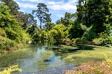 A lush, green landscape surrounds a tranquil pond reflecting the tall trees and bright sky. The scene is dense with various types of vegetation, and the pond surface has patches of algae or aquatic plants.