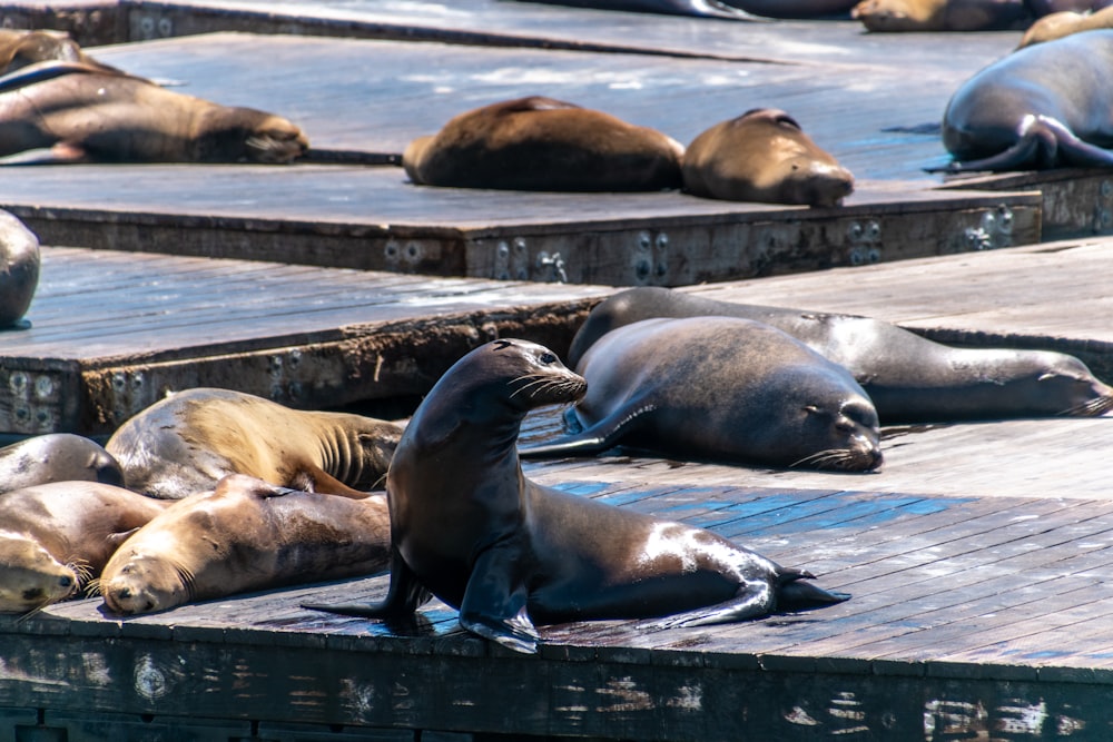 sea lion on wooden dock during daytime