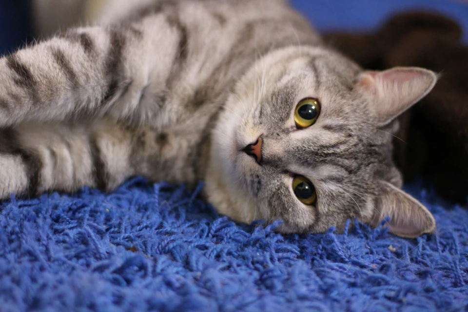 A gray and white cat is lying on its side, with its head resting comfortably on a blue rug. The cat's eyes are open wide, gazing directly at the camera. In the background, there is a brown blanket partially visible behind the cat.