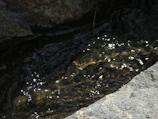 Close-up of a beginner carefully panning gold in a sunlit mountain stream.