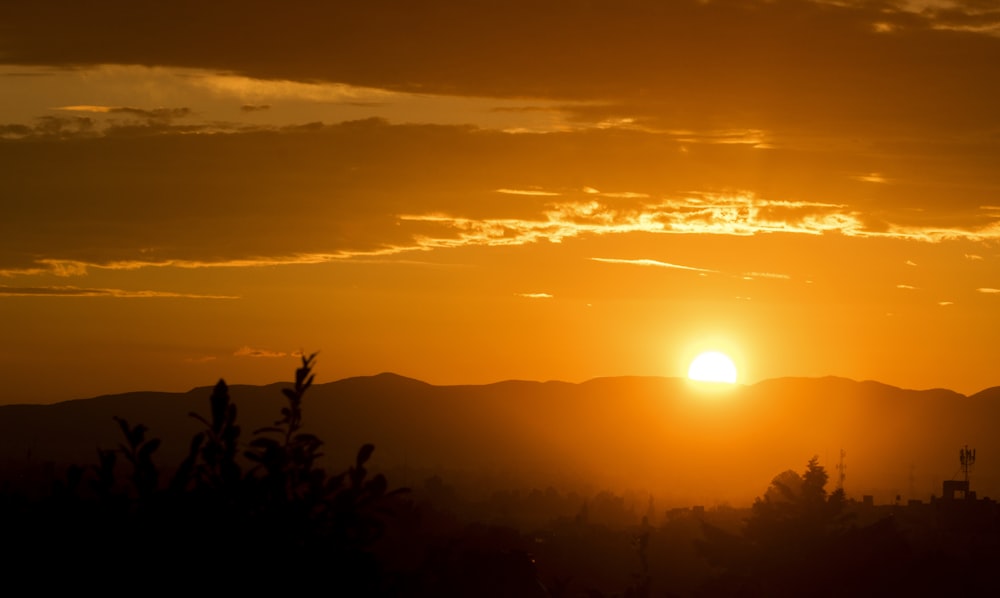 silhouette of trees during sunset