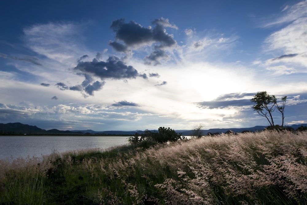 green grass near body of water under blue sky and white clouds during daytime