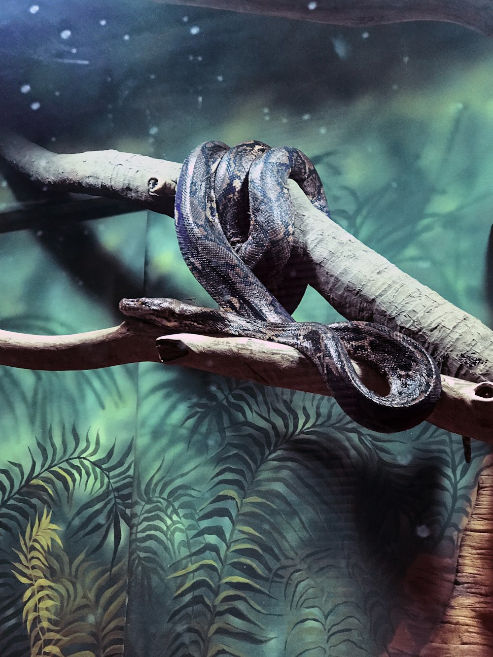 brown and black snake on tree branch