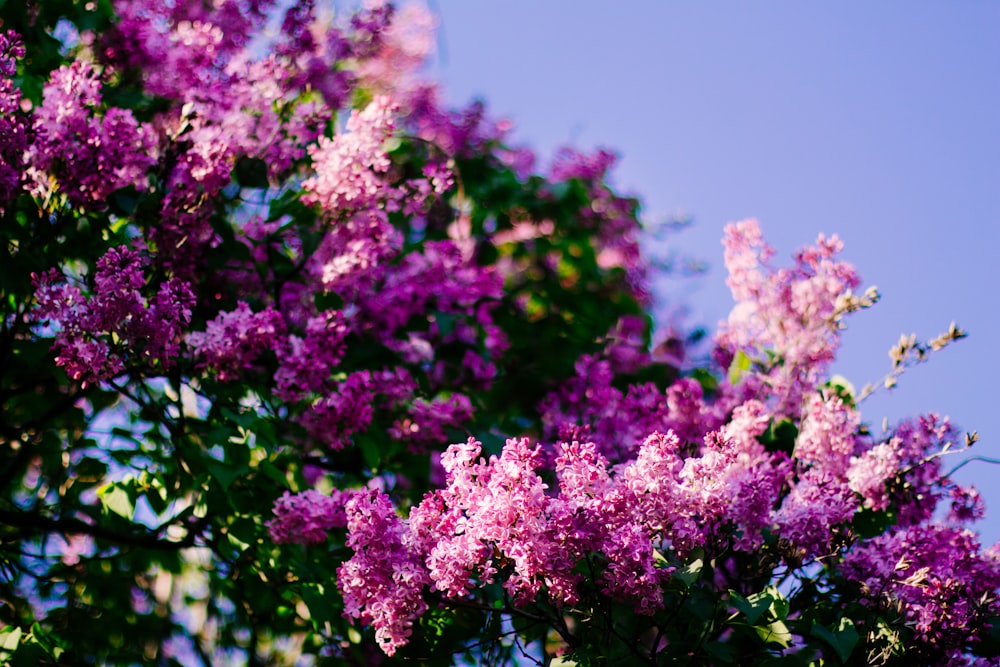 pink flowers under blue sky during daytime