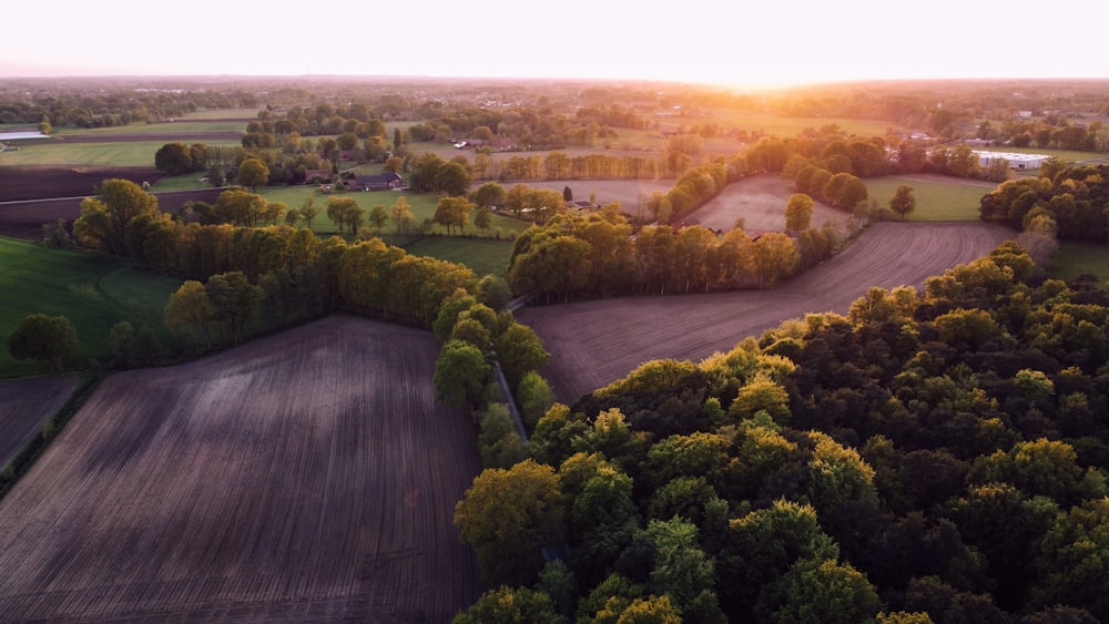 green trees on brown field during daytime