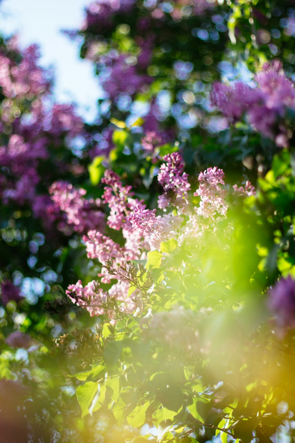 purple flowers with green leaves