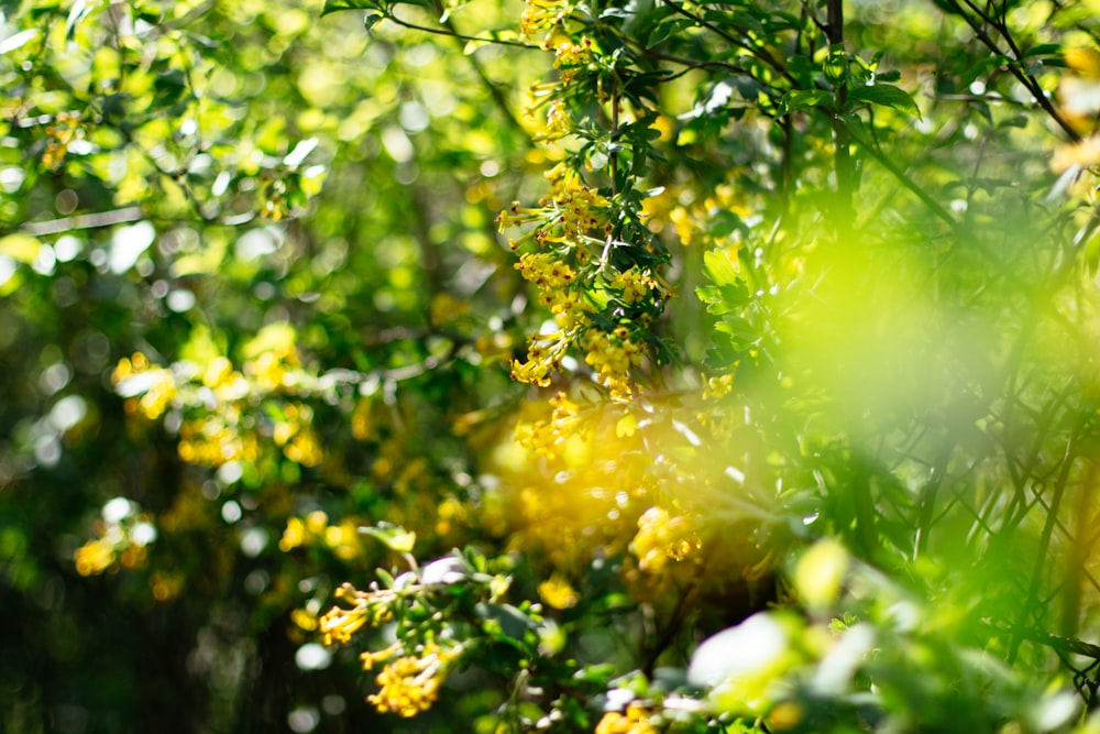 green plant with yellow flowers