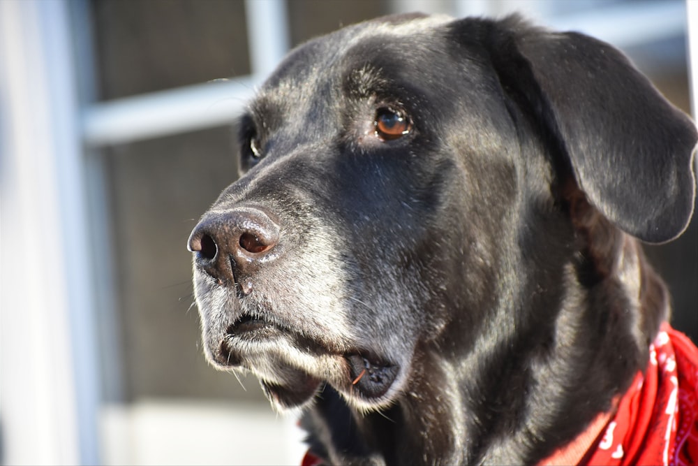 black labrador retriever with white and black scarf