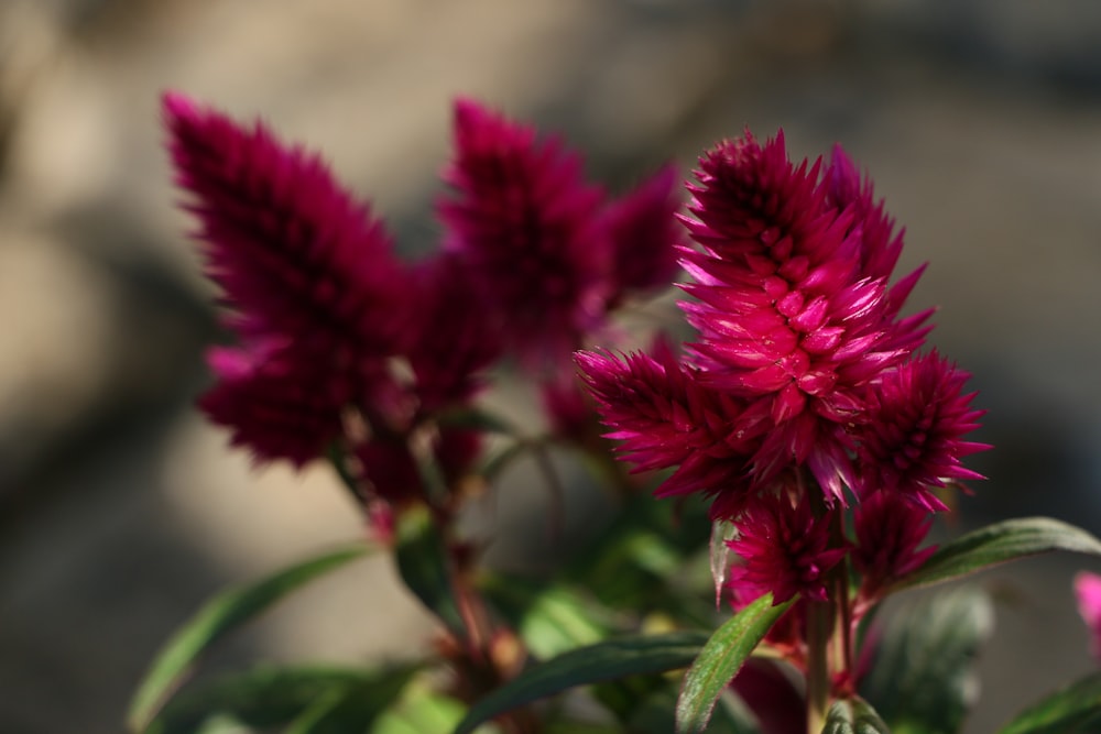 red flower in tilt shift lens