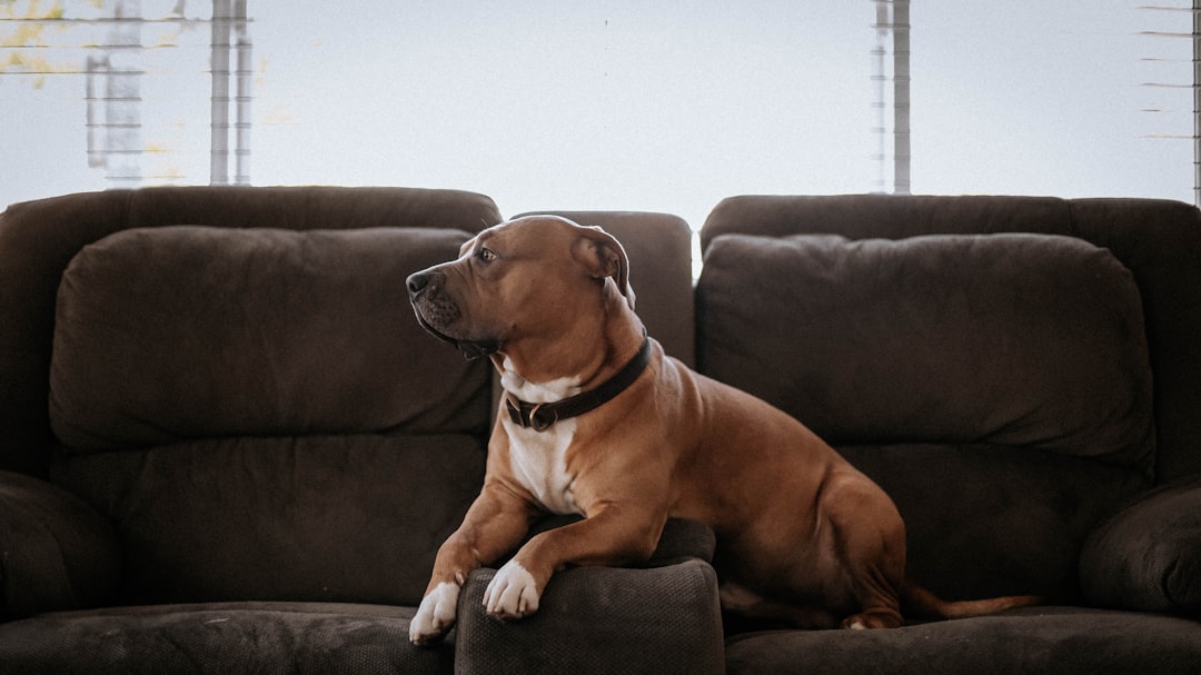 brown and white short coated dog on black couch