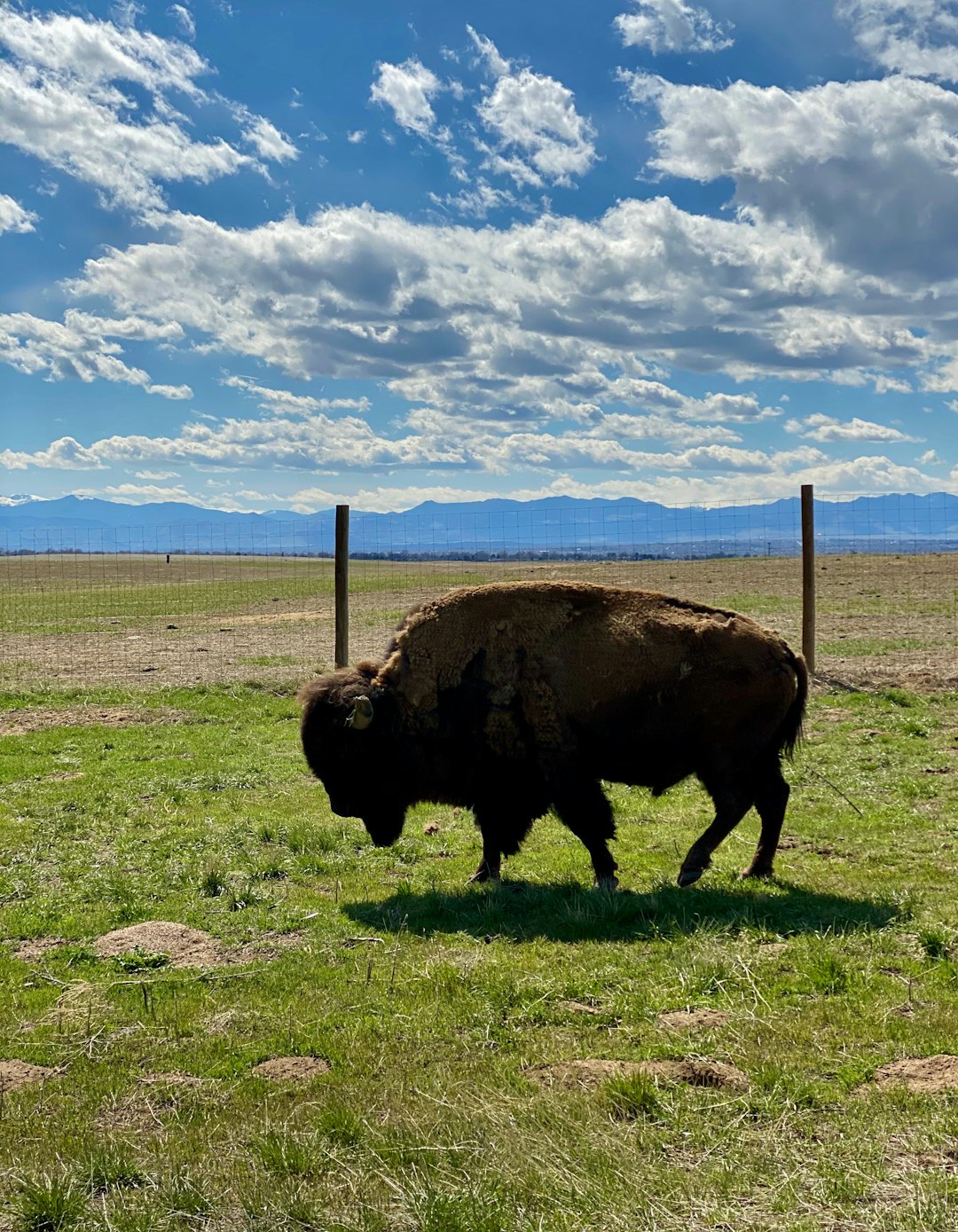brown bison on green grass field under blue sky during daytime