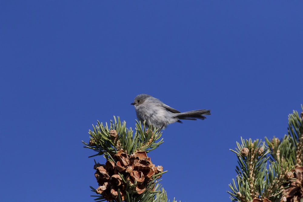 gray bird on brown pine cone