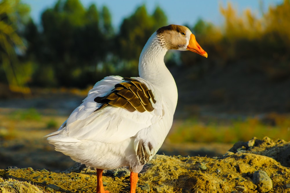 Pato blanco en roca negra durante el día