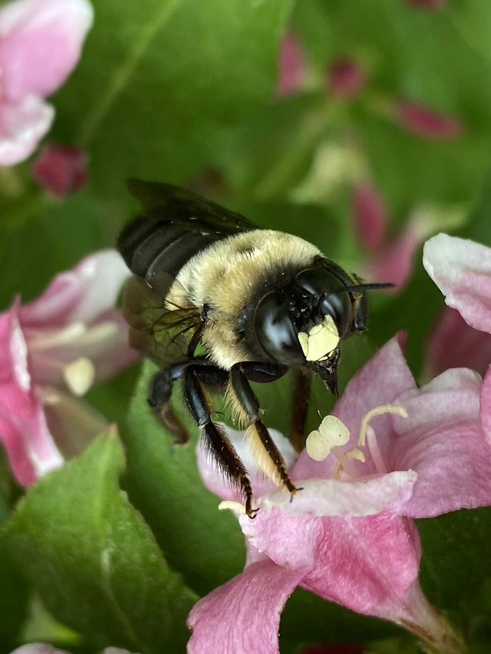 black and yellow bee on pink flower