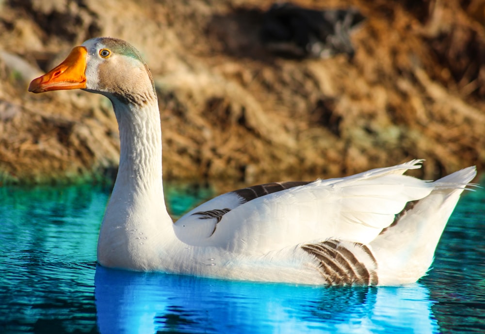 white duck on body of water during daytime