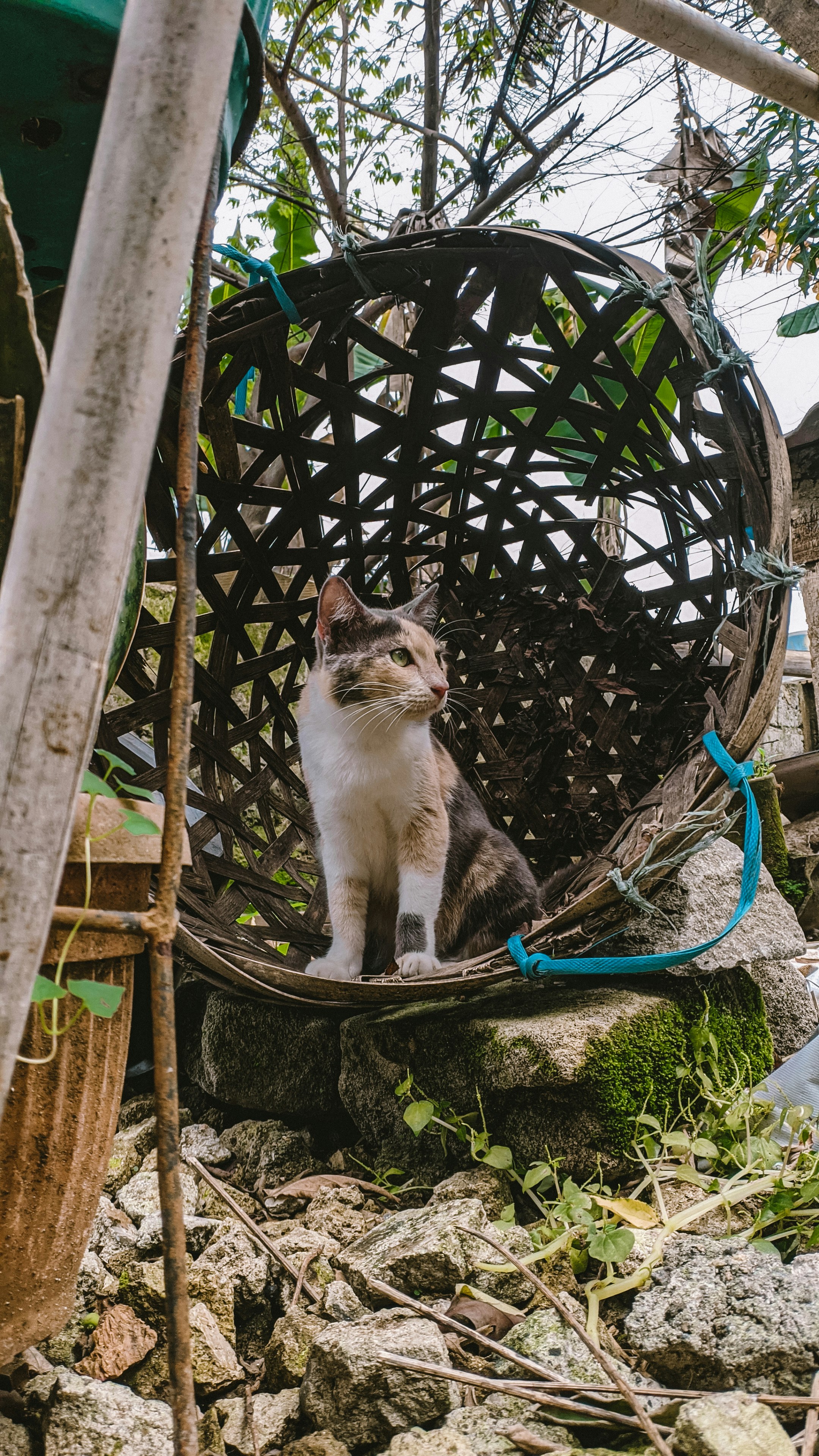 Kucing Pictures  Download Free Images on Unsplash