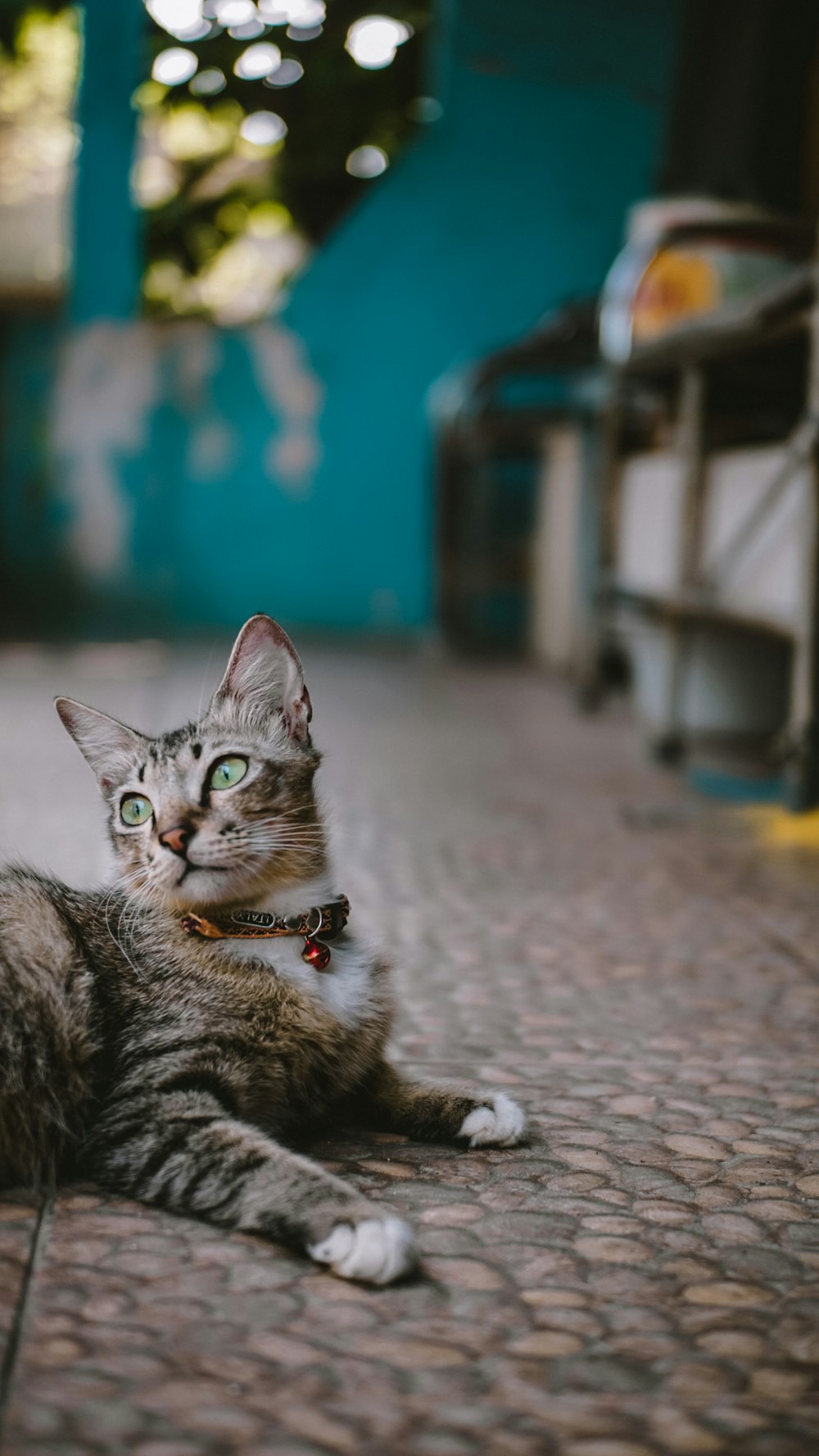 brown tabby cat with orange collar