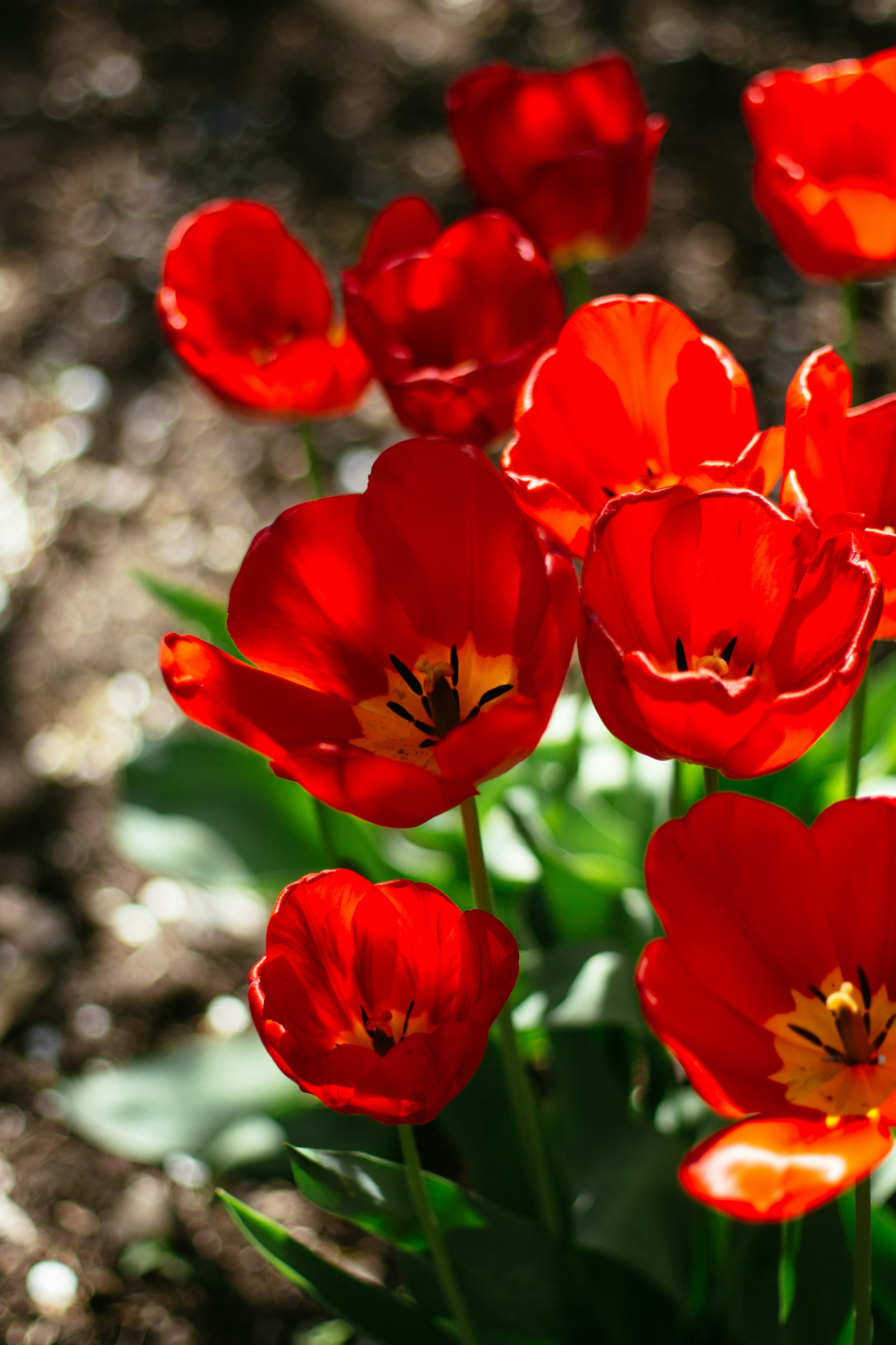 red tulips