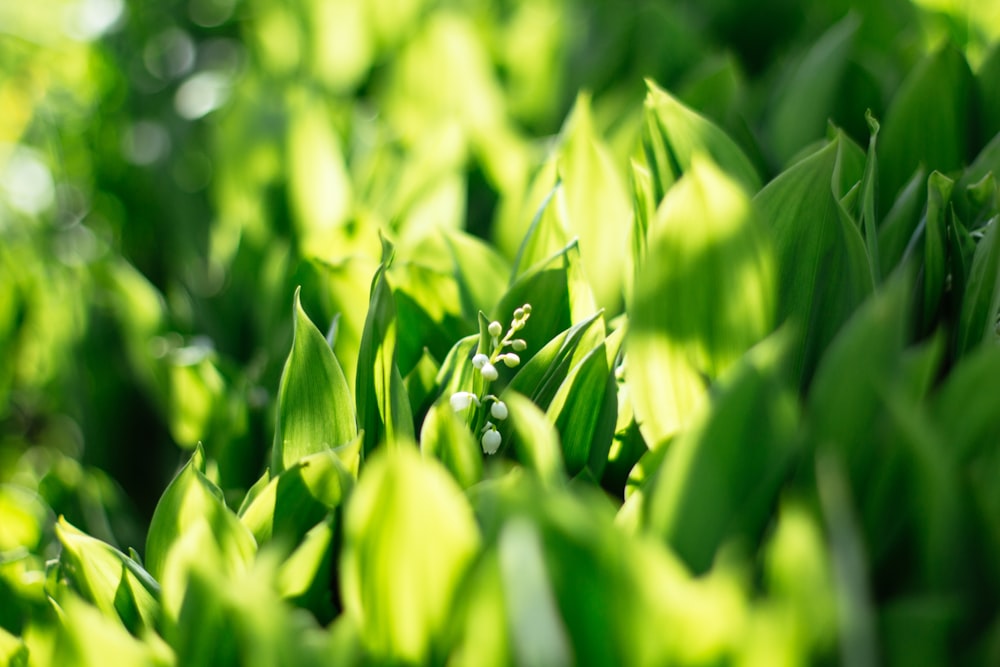 green leaves in tilt shift lens