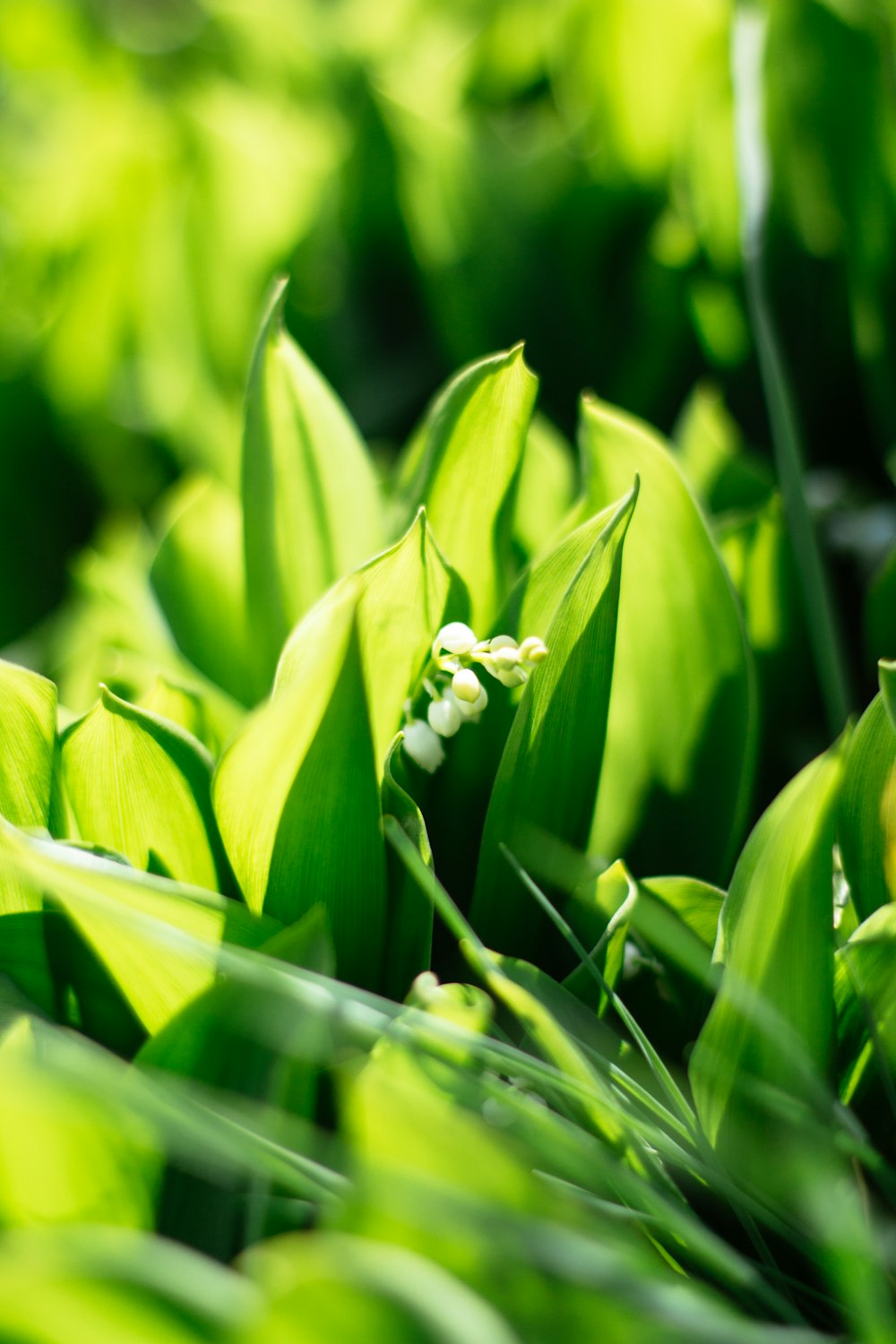 green plant in macro lens