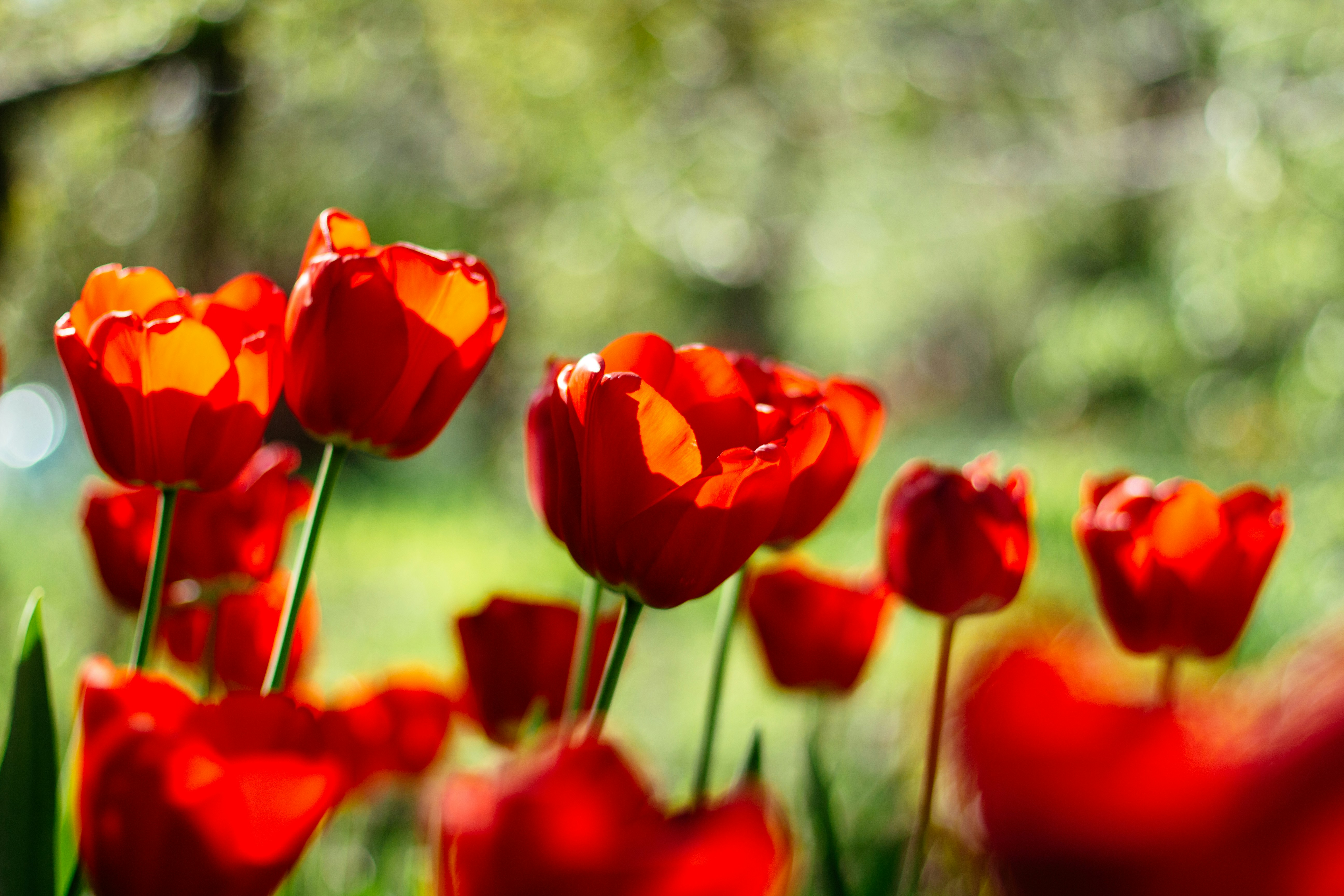 red tulips