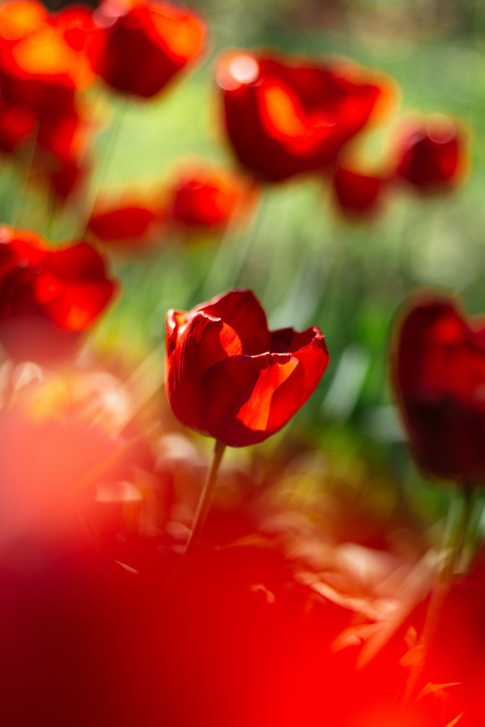 red tulip in bloom during daytime