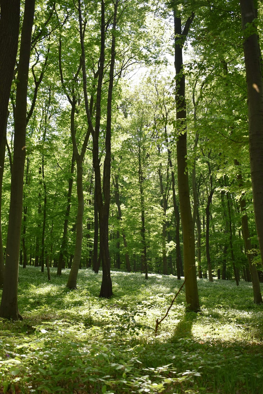 green trees on green grass field during daytime