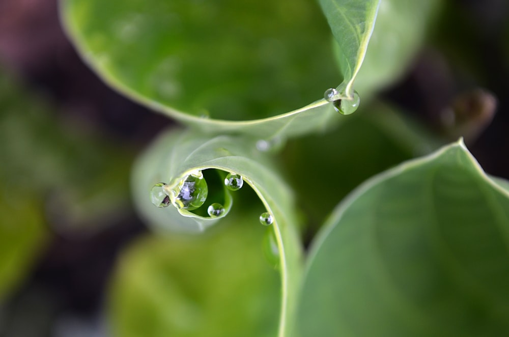 water dew on green leaf