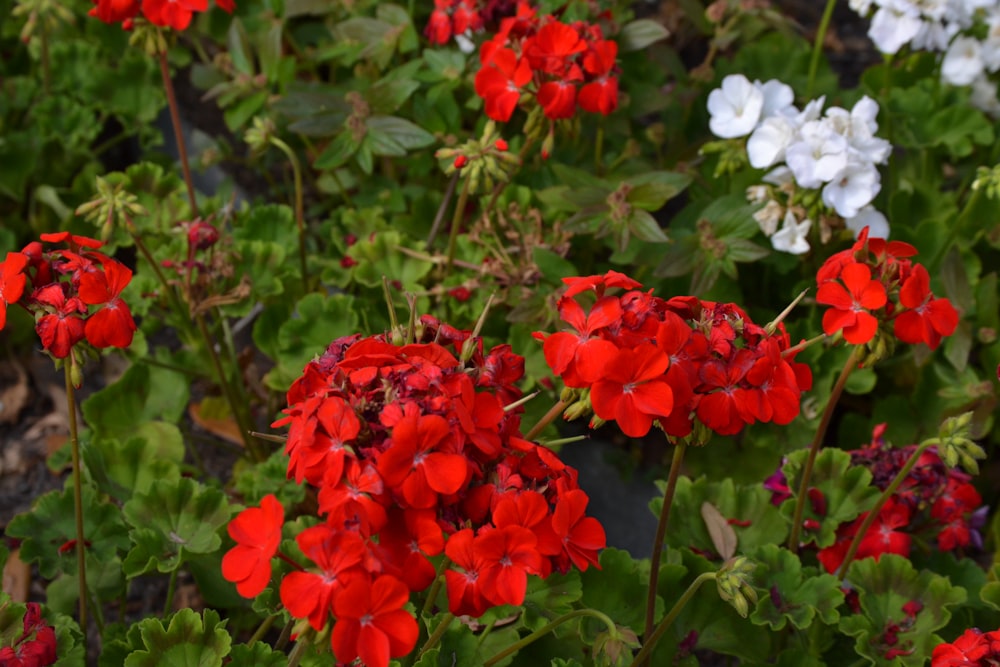 red and white flowers with green leaves