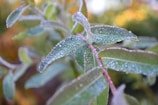Close-up of morning dew sparkling on coffee leaves with bamboo stalks swaying gently in the background.