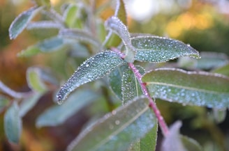 Close-up of hemp leaves with morning dew on an earthy background