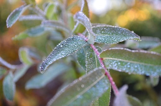 Close-up of hemp leaves with morning dew on an earthy background