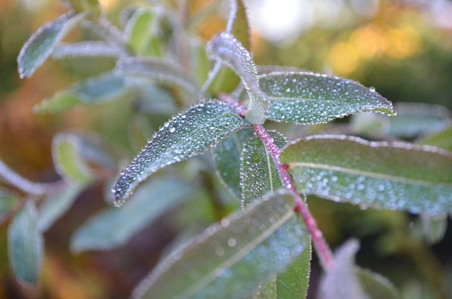 Close-up of morning dew sparkling on coffee leaves with bamboo stalks swaying gently in the background.