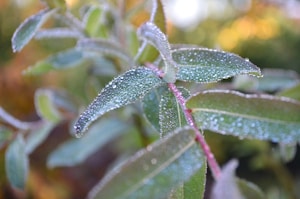 Pure Neem Oil