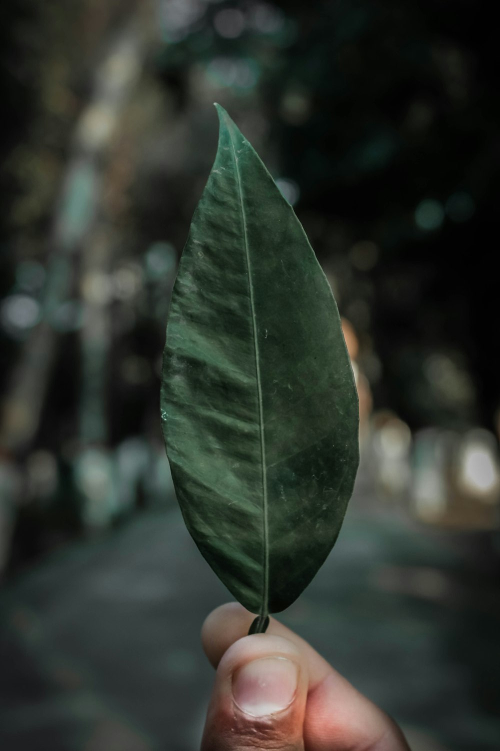 green leaf plant in tilt shift lens