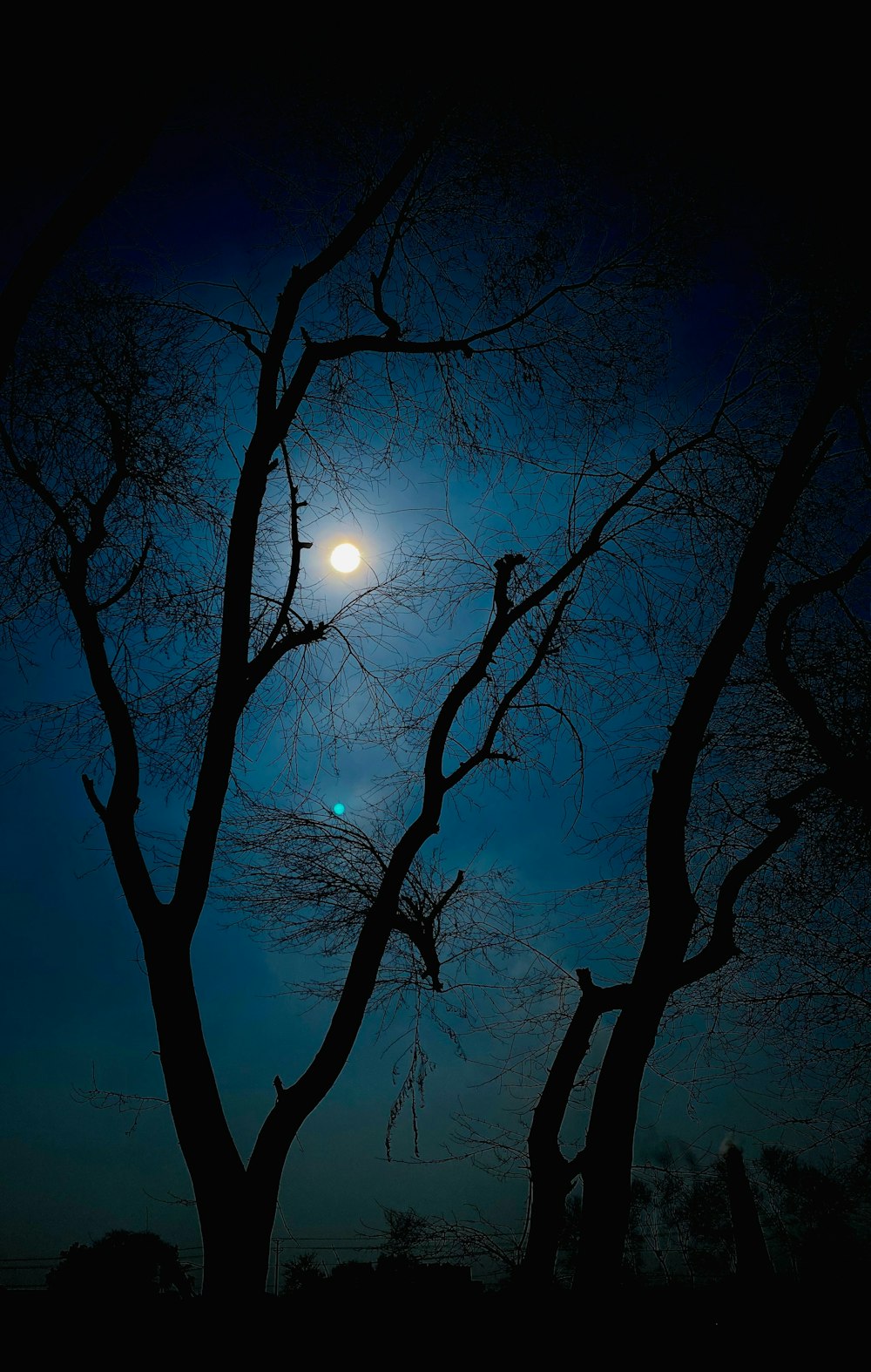 silhouette of tree during night time