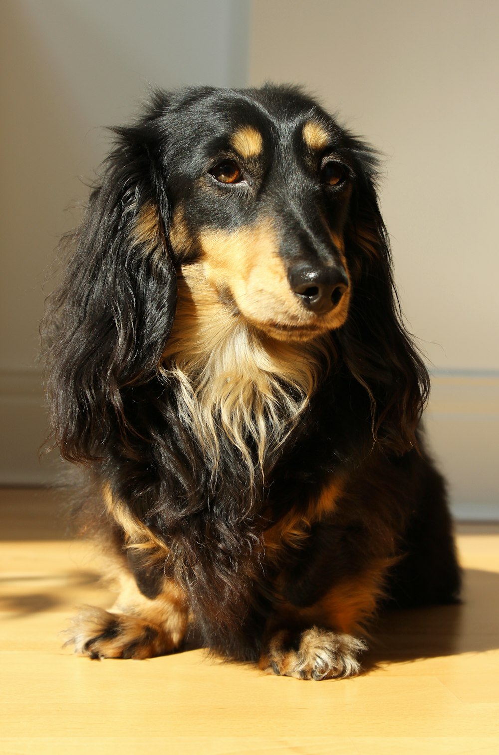 black and brown long coated dog